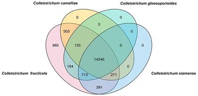 Identification of specific genes as molecular markers for rapid and accurate detection of oil-tea Camellia anthracnose pathogen Colletotrichum fructicola in China
